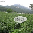 양지-2775 이미지