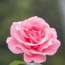 현대마트(주공4단지) 이미지