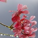 동양꽃꽂이 이미지