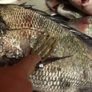 낚시로 잡은 고기 회뜨는방법(회뜨는법) 이미지