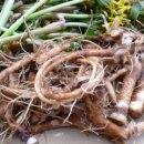 민들레밥상 이미지