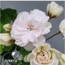 라리마온실에서 러시아제라늄 UG화이트카멜리아 구입한 후기
