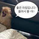 딜리셔스 피자 이미지