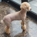 뽀미 애견 미용샵 이미지