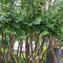 연화공원 부산타워 이미지