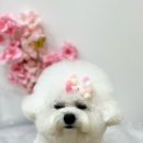 쥬쥬퍼피 이미지