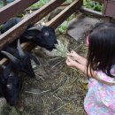 하늘마루염소목장 이미지