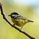 노랑제주 이미지