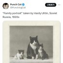 1920년도에 찍은 고양이 가족사진 이미지