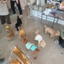 웰컴댕댕 이미지