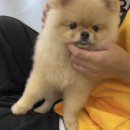 옐레드 애견유치원&애견호텔 대구신월성점 이미지