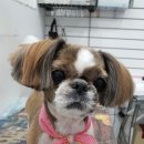 오늘도귀엽개 이미지