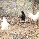 큰돌농장 이미지