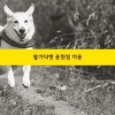 왈가닥펫 네이버블로그