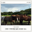 표선환승정류장 | 제주 가족여행 말뷰 감성숙소 포니제주 내돈내산