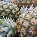 파인애플 이미지