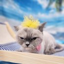 귀여운 고양이의 표정변화 ^^ 대전 고양이 미용 페르시안캣