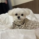 베스트 | [공지] 🎉 2026년 8월 도거박스 베스트 후기 발표