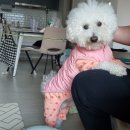 츄츄살롱 이미지