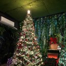 도계광장 | 연말 감성, 창원 크리스마스 카페 엣지우드 솔직 후기