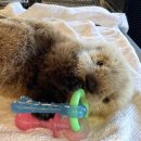 퐁신퐁신 이미지