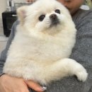 개, 이쁘다 | 남천동 애견미용샵 개이쁘다 부산 포메라니안 강아지 미용 추천 가격 후기