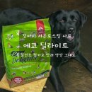 푸드딜라이트 | 강아지 동결건조 사료 추천🐶 저온로스팅으로 영양 그대로! 에코딜라이트 실제 급여 후기