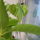 해바라기둘 이미지