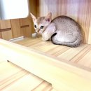 수원고양이분양 고사남 본점 | 신촌싱가푸라고양이분양 경험담 분양받은 후기