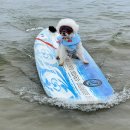 어푸어푸 이미지