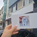 참좋은애견미용실 이미지