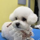 이웃집 메리 이미지