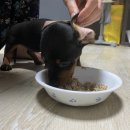 pet 07거 0746 | My PET. 반려동물 수제 간식 케이크