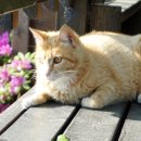 솔지에로펜션 이미지