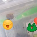 달꼬 네이버블로그