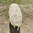 동한목장 이미지