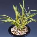 안경산책 이미지