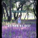 황성공원 실내체육관 화장실 | 경주 황성공원 맥문동 개화시기 8월 가볼만한곳