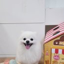 뽀송뽀송 애견미용 이미지
