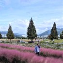 낙동강관리본부 대저생태공원 2 | 부산 강서 대저생태공원 핑크뮬리