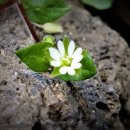 행정사제일합동사무소 이미지