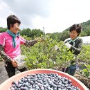 정선블루베리협동조합 이미지