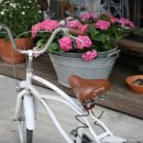 벤자민&데이지 이미지