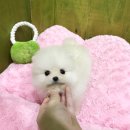 솜사탕 이미지