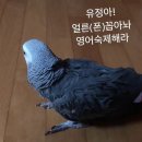 정말 말 잘하는 앵무새 유튜브(조류주의) 이미지