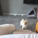 아이호텔 - 서산시 읍내5로 27 | 경주수영장펜션 경주 애견동반 오푸스호텔, 아이 강아지와 다녀온 후기