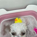 마음이네 멍발소 이미지