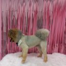 더(The)예쁘개 이미지