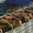 소모아농장 이미지