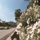 대한민국 대표 꽃길 - 충남 공주 영평사 구절초 꽃으로 물든 산사의 매혹적 정취 이미지